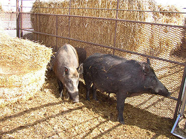 �g�����������Ɠ��̂ݎe���͌ʂɍ���ŊǗ�����܂��B