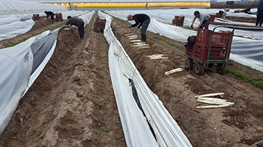 �����[���Y �t���b�V�� �z���C�g�A�X�p���K�X�̎��n