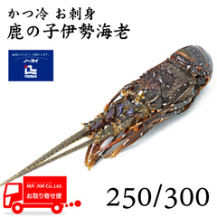 /[ケース販売]ノースイ かつ冷 お刺身鹿の子伊勢海老 250/300 9尾入り