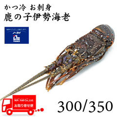 /[ケース販売]ノースイ かつ冷 お刺身鹿の子伊勢海老 300/350 8尾入り