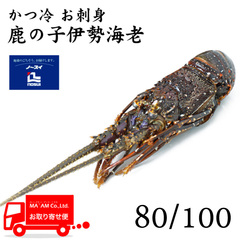 水産品/その他ロブスター/[ケース販売]ノースイ かつ冷 お刺身鹿の子伊勢海老 80/100 28尾入り