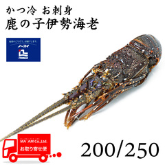 水産品/その他ロブスター/[ケース販売]ノースイ かつ冷 お刺身鹿の子伊勢海老 200/250 11尾入り