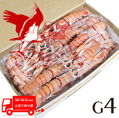 /[ケース販売]シーイーグル 活〆刺身用スキャンピホール/赤座海老 G4サイズ 2kg