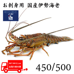 /三重&千葉県産 お刺身用 急速凍結 天然伊勢海老ホール 450/500サイズ 5kg