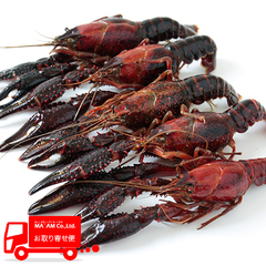 水産品/その他有頭海老/[ケース販売]天然エクルビス デ ルイジアナ ホール 1kg