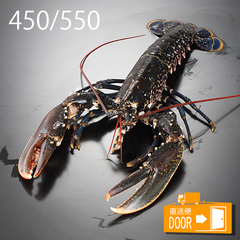 直送対応[その他]/日本活魚/活け(フレッシュを含む) 天然 オマール・ブルー海老 450/550