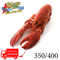 水産品/オマール海老(姿・ホール)/ボイルオマールホール 350/400サイズ 12尾入り