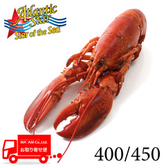 /ボイルオマールホール 400/450サイズ 10尾入り