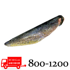 水産品/魚類(その他加熱用)/[ケース販売]シイラフィレ(皮付き・骨取り) 800-1200g