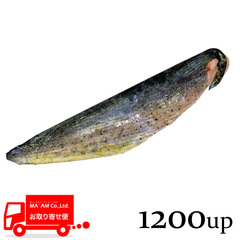 水産品/魚類(その他加熱用)/[ケース販売]シイラフィレ(皮付き・骨取り) 1200gUP