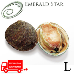 水産品/鮑(あわび)/[ケース販売]エメラルドスター お刺身用 活〆殻付きあわび グリーンリップ L(約70-90g) 1kg(12個入り)