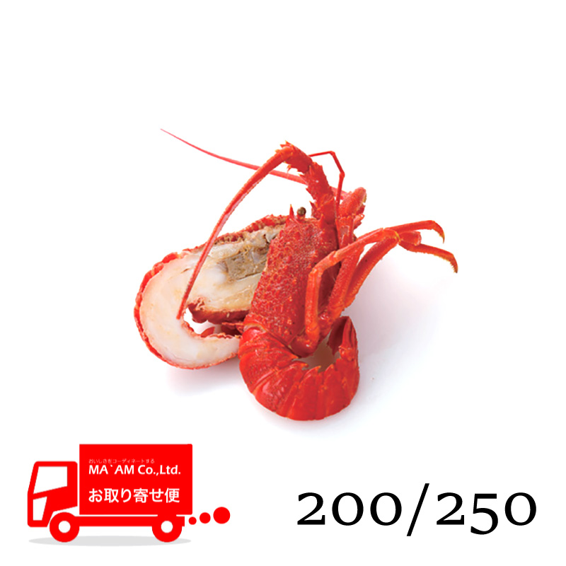 /[ケース販売]ボイルロブスター ハーフカット(ミソ有り) レッド 原料200/250サイズ 