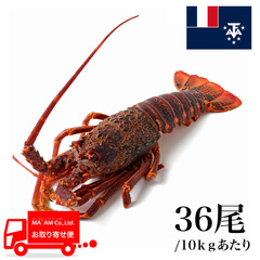 水産品/その他ロブスター/[ケース販売]セントポール島沖 生冷 ミナミイセエビ属ロブスターホール 36尾 10kg