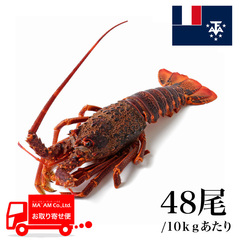水産品/その他ロブスター/[ケース販売]セントポール島沖 生冷 ミナミイセエビ属ロブスターホール 48尾 10kg