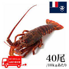 水産品/その他ロブスター/[ケース販売]セントポール島沖 生冷 ミナミイセエビ属ロブスターホール 40尾 10kg