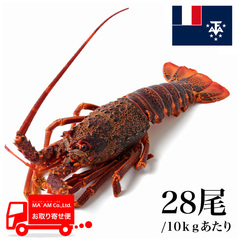 水産品/その他ロブスター/[ケース販売]セントポール島沖 生冷 ミナミイセエビ属ロブスターホール 28尾 10kg