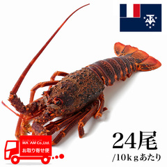 水産品/その他ロブスター/[ケース販売]セントポール島沖 生冷 ミナミイセエビ属ロブスターホール 24尾 10kg