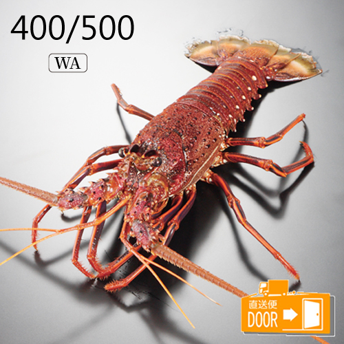  VR CZGr(I[XgAY) 400/500