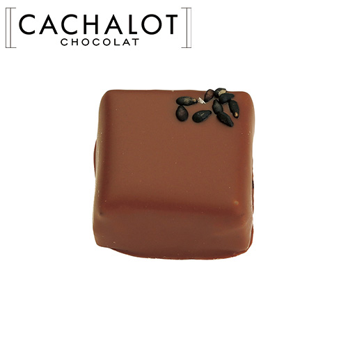 �J�V���� �`���R���[�g �v�����l �S�} 20������