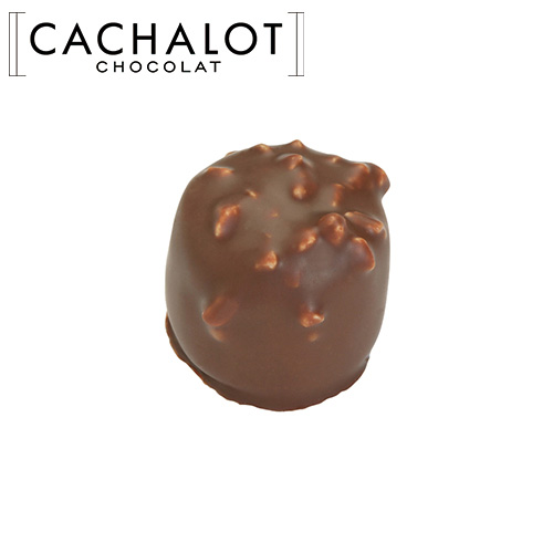 �J�V���� �`���R���[�g �v�����l ���b�V�F �� 20������