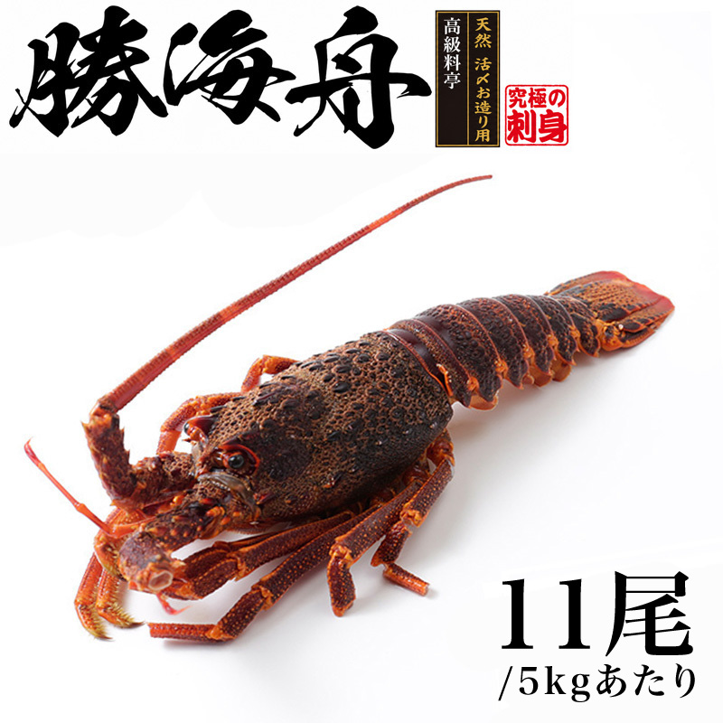 �S�_�b�N ����h�g�p/�����Y������p ���I�[�X�g�����A�Y �V�R�C�Z�G�r ���C�M ��450g RED A�O���[�h