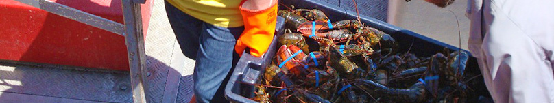 �J�i�_���A�t�����X�����ɂ͌������Ȃ��V�N�ȃI�}�[�����u�X�^�[�����͂����܂��B