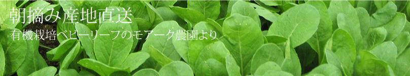 �L�@�͔|�̃��A�[�N�_�����A���E�݂̐V�N�ȃx�r�[���[�t���Y�n�����ł��͂����܂��B