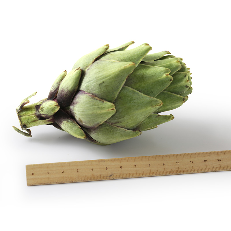 鯉沼商会 フランス産 フレッシュ アーティチョーク バイオレット 鯉沼商会 フランス産 フレッシュ アーティチョーク バイオレット