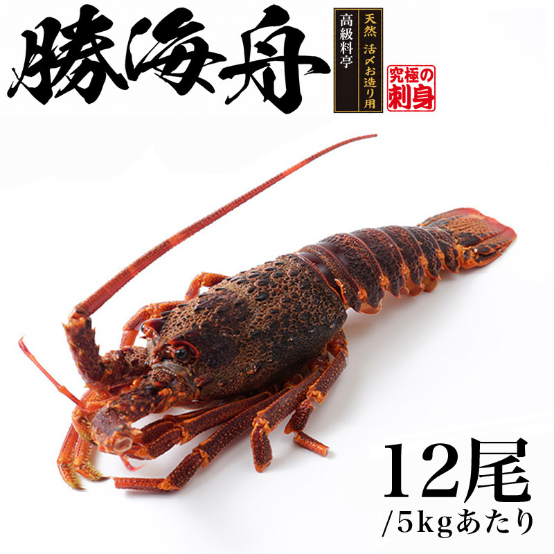 �S�_�b�N ����h�g�p/�����Y������p ���I�[�X�g�����A�Y �V�R�C�Z�G�r() ���C�M ��400g RED A�O���[�h [203592]