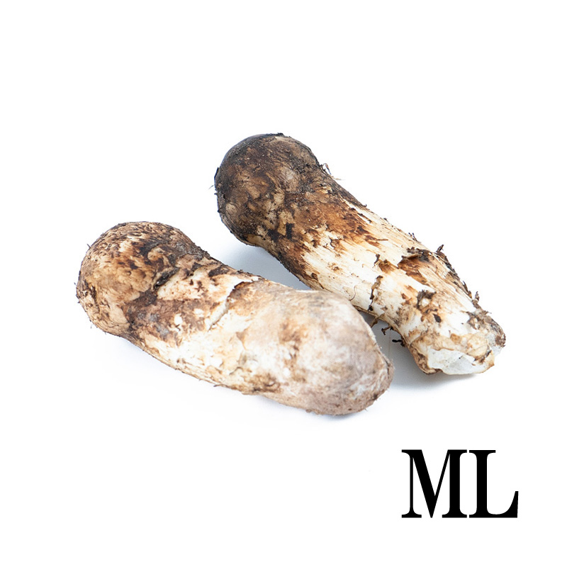 ���i���f��(�V�����O����)�Y �t���b�V�� ���� �ڂ�(���J��) ML�T�C�Y [339181]