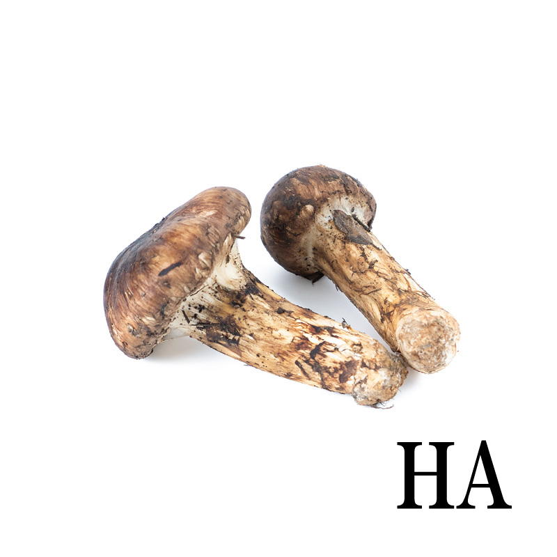 ���i���f��(�V�����O����)�Y �t���b�V�� ���� ���ڂ� HA�T�C�Y [339187]